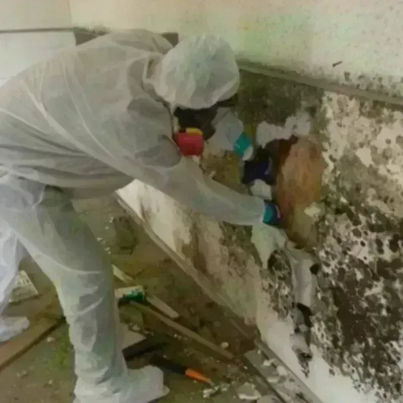 Mold Remediation and Removal in Plover, WI